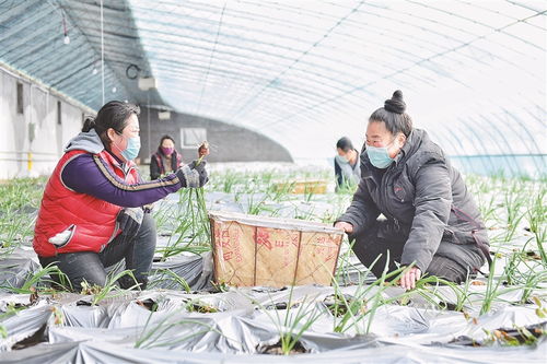 全省 十三五 農業農村發展工作綜述鳳凰網黑龍江 鳳凰網