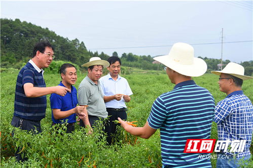 衡東縣 三樟黃貢椒 農產品地理標志登記通過省級品質鑒評