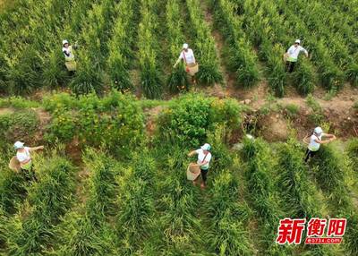 "縣"在奔跑|祁東縣:小小黃花菜成就"金色"大產業