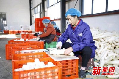 中國地標農產品金甲嶺蘿卜新鮮上市,年總產值破1億元